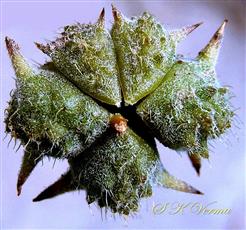  Schizocarp
